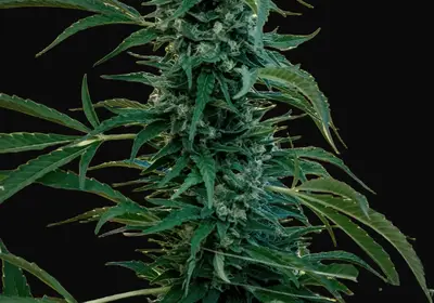Sageberry Auto