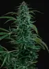 Sageberry Auto