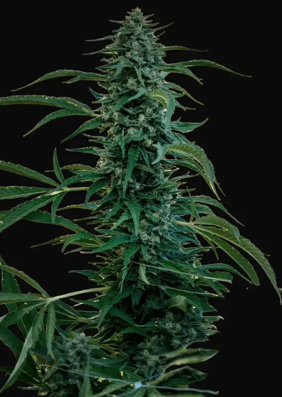 Sageberry Auto