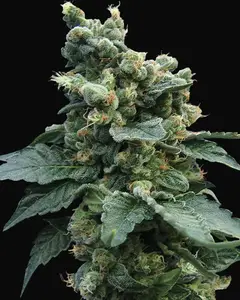 Sage'n Sour