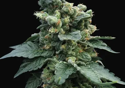 Sage'n Sour