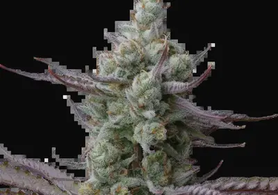 Sagrada Amnesia