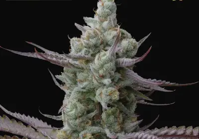 Sagrada Amnesia