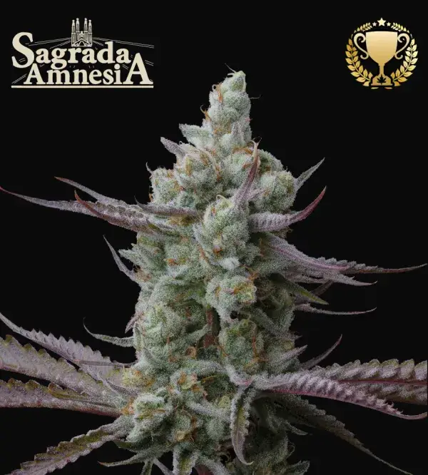 Sagrada Amnesia