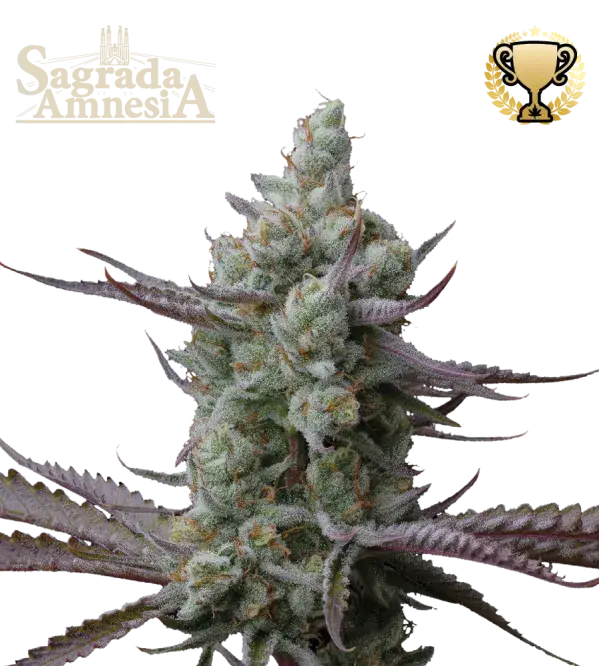 Sagrada Amnesia