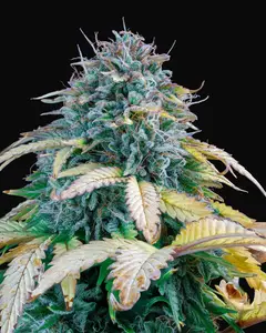 Samsquanch OG Auto