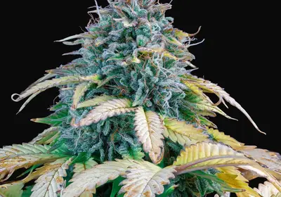 Samsquanch OG Auto