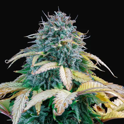 Samsquanch OG Auto
