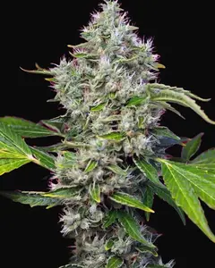 San Fernando Lemon Kush
