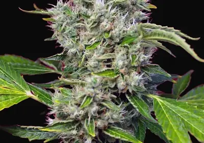 San Fernando Lemon Kush