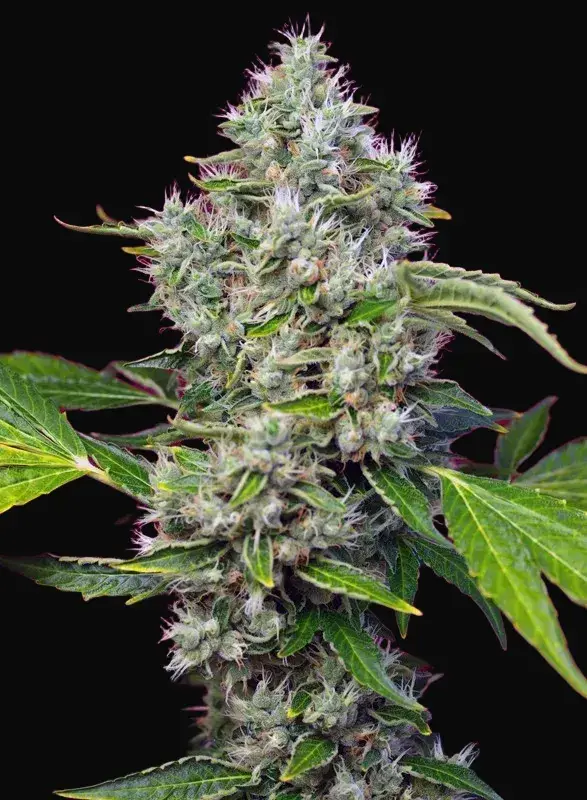 San Fernando Lemon Kush