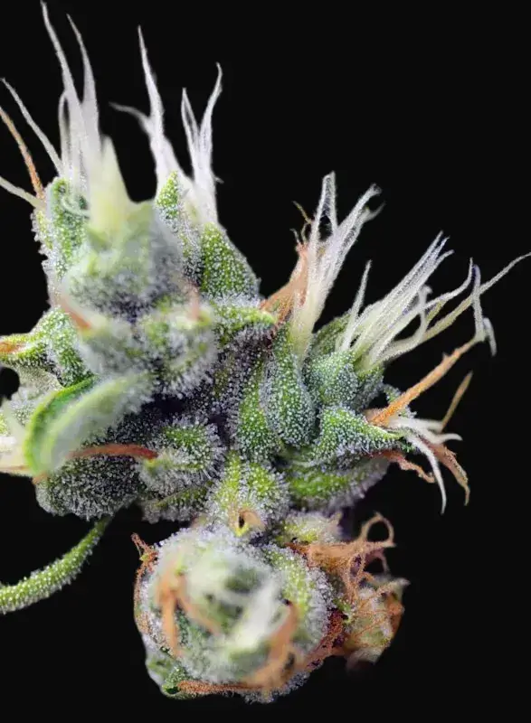 San Fernando Lemon Kush — zdjęcie 4