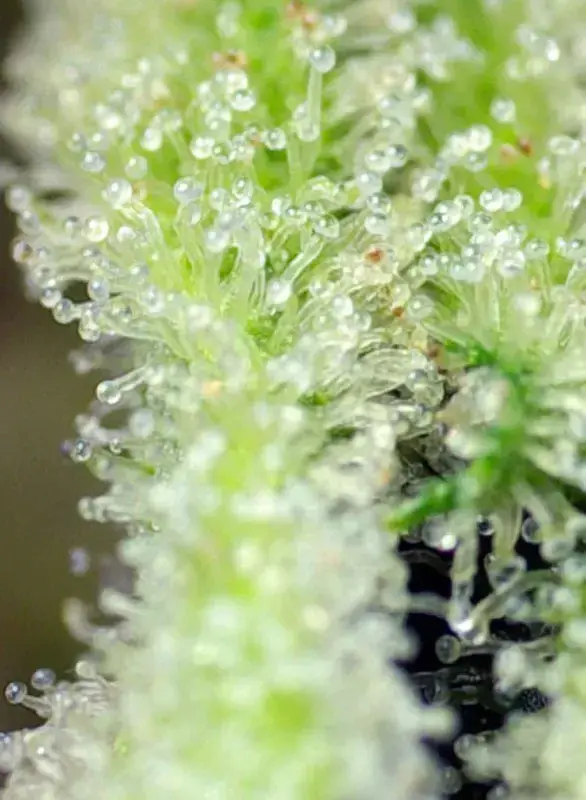 San Fernando Lemon Kush — zdjęcie 2