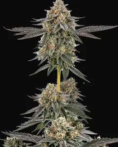 San Fernando Valley x The Purps