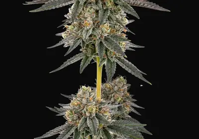 San Fernando Valley x The Purps