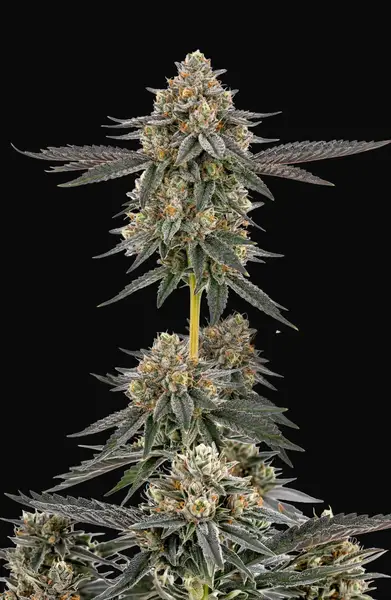 San Fernando Valley x The Purps