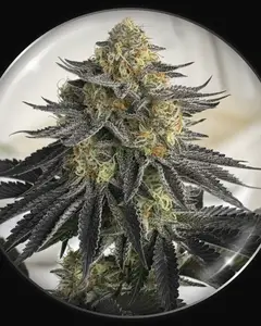 Sanativa CBD Auto