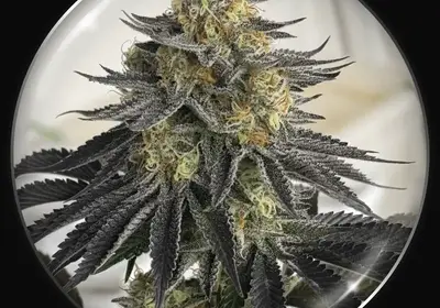 Sanativa CBD Auto