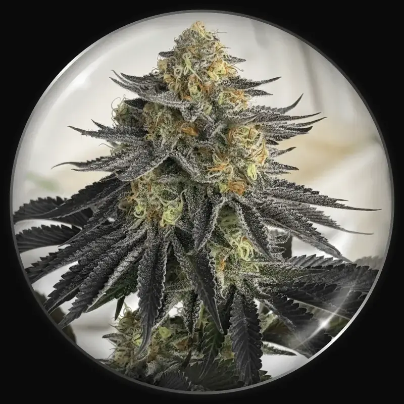 Sanativa CBD Auto
