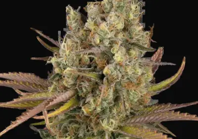 Santa Marta Haze Auto