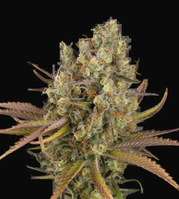 Santa Marta Haze Auto
