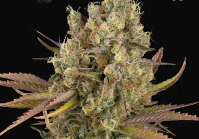 Santa Marta Haze Auto