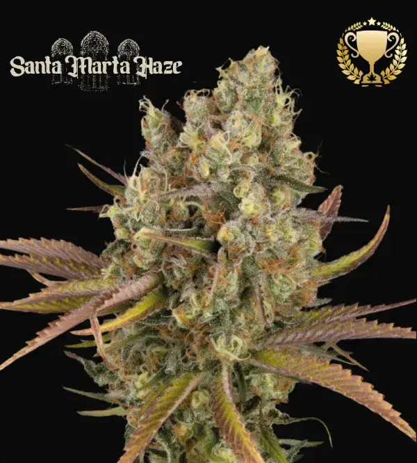 Santa Marta Haze Auto