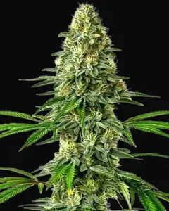 Santa Muerte
