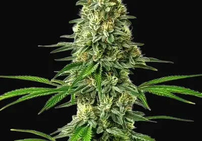 Santa Muerte