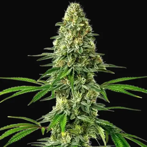 Santa Muerte