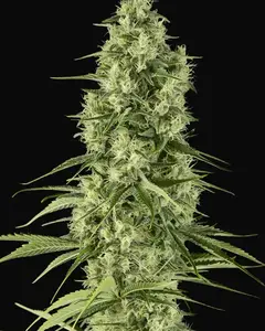 Santa Sativa