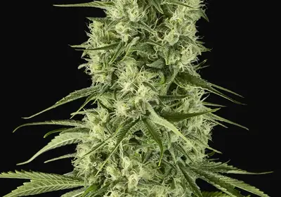 Santa Sativa
