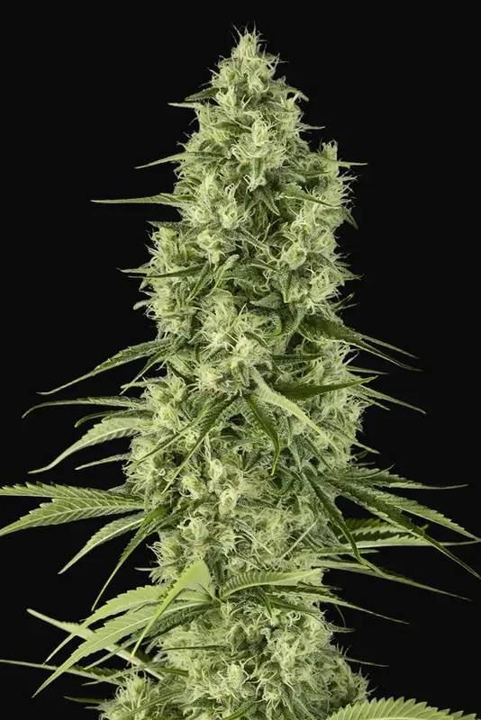 Santa Sativa