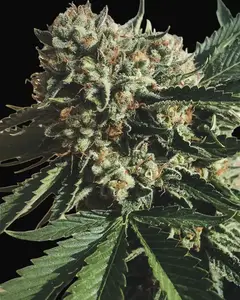 Sapphire OG