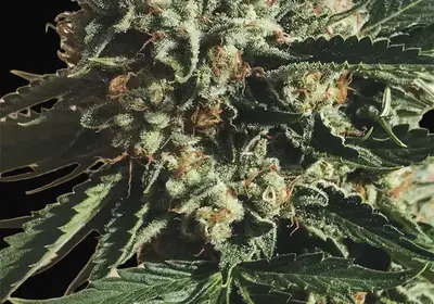 Sapphire OG