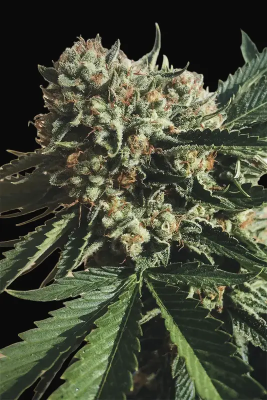 Sapphire OG