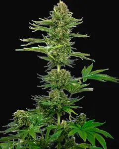 Satin Black Domina CBD Feminized