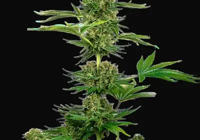 Satin Black Domina CBD Feminized