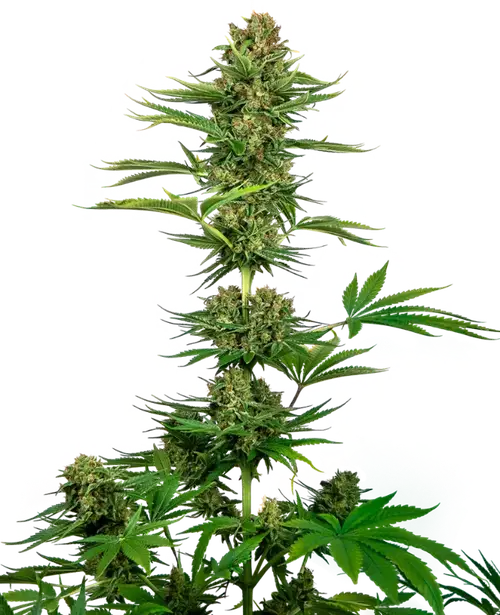 Satin Black Domina CBD Feminized