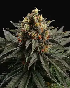 Sativa Dream