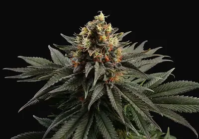 Sativa Dream