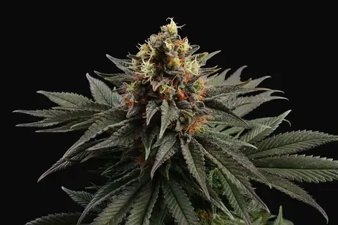 Sativa Dream