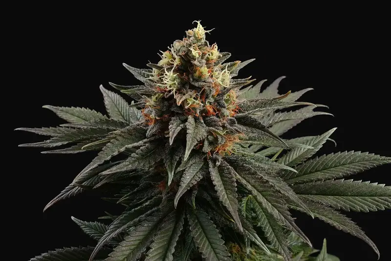 Sativa Dream
