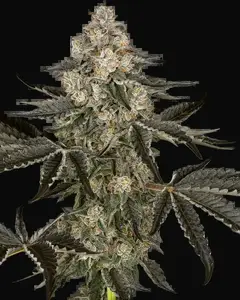 Sauvignon Blanc Auto