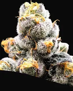 Scout Cookies