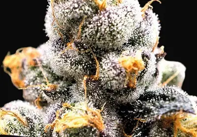 Scout Cookies