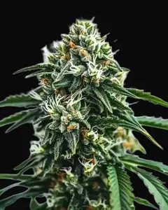 Scrambler Haze