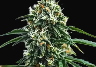 Scrambler Haze