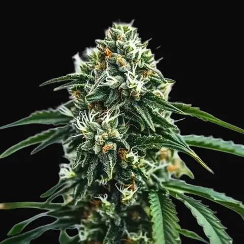 Scrambler Haze