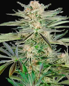Screwdriver OG Feminized